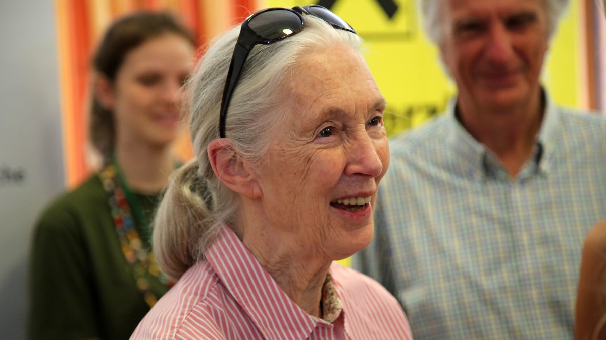 LEGO 40530 Jane Goodall reportedly arriving in 2022
