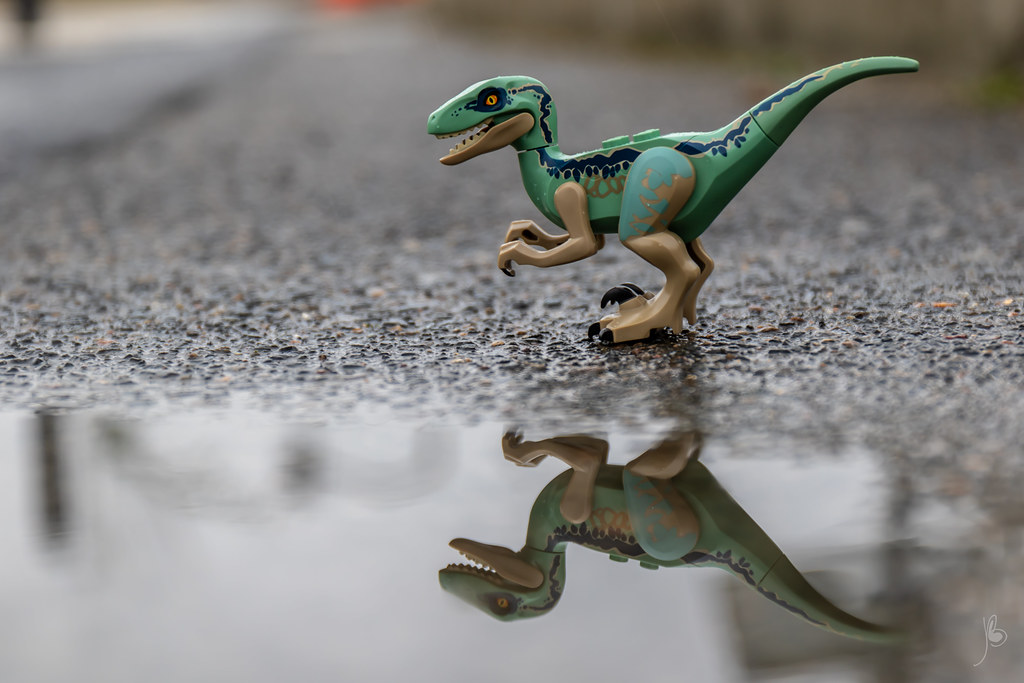 Brick Pic of the Day: Even raptors enjoy a good puddle